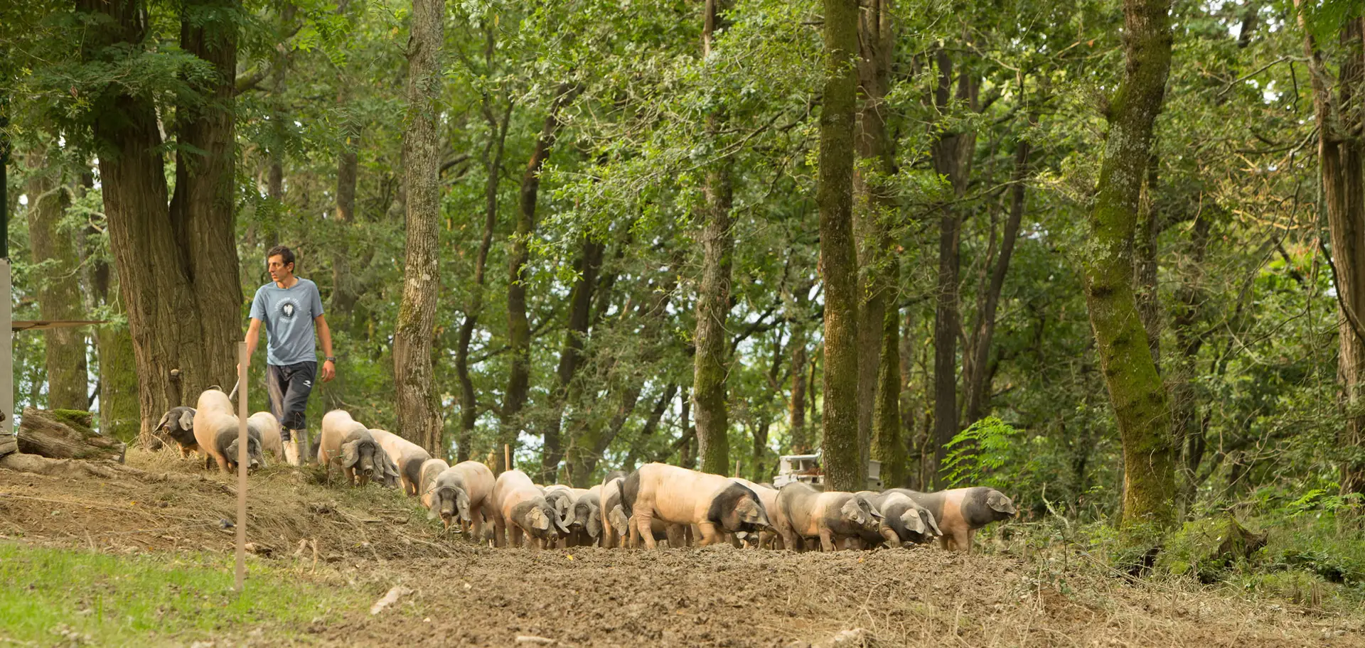 kintoa-pays-basque-porc